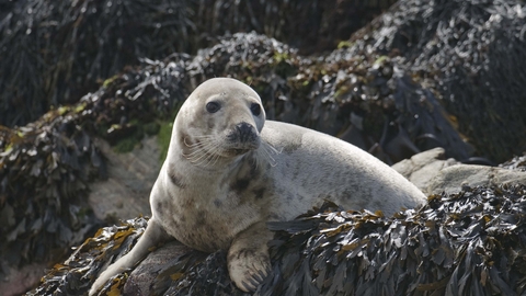 Grey Seal