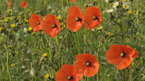Common Poppy