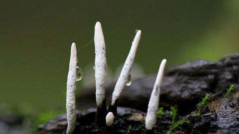 Candlesnuff Fungus The Wildlife Trusts