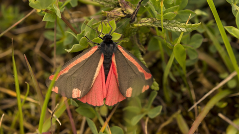 Cinnabar  Butterfly Conservation