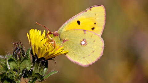 Clouded Yellow The Wildlife Trusts