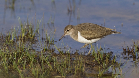 Common Sandpiper