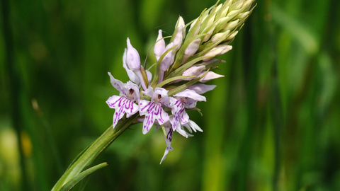 Common Spotted Orchid The Wildlife Trusts