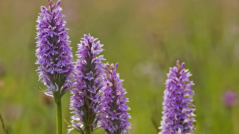 Common Spotted Orchid The Wildlife Trusts