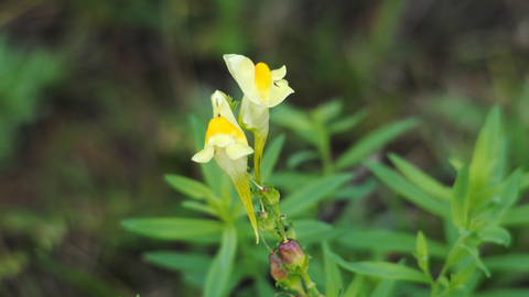 Common Toadflax