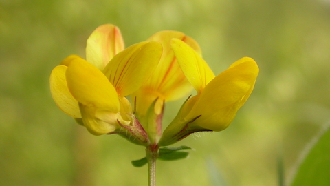 Common Bird S Foot Trefoil The Wildlife Trusts