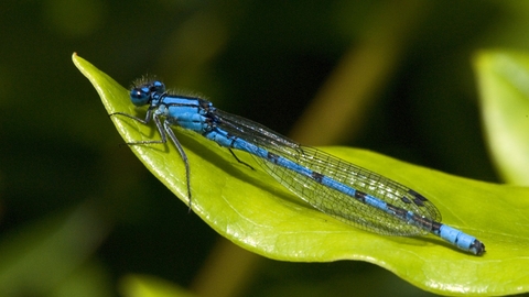 Common Blue Damselfly