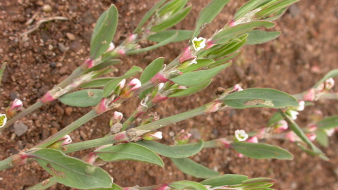 Common Knotgrass