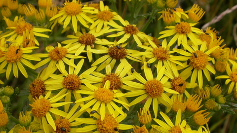 Common Ragwort The Wildlife Trusts