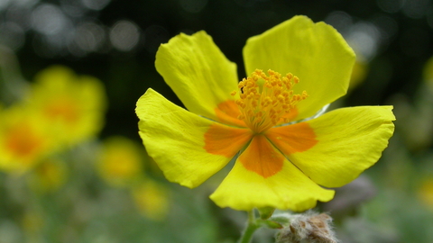 Common Rock Rose The Wildlife Trusts