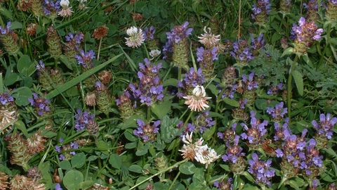 Selfheal The Wildlife Trusts