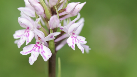 Common spotted orchid new arrivals