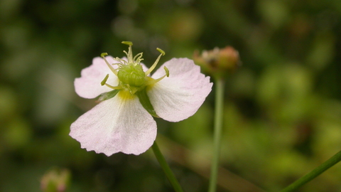 water plantain precey philip common wildlife