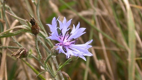 Cornflower The Wildlife Trusts