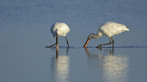 Spoonbills feeding