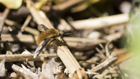 Dark-edged Bee-fly