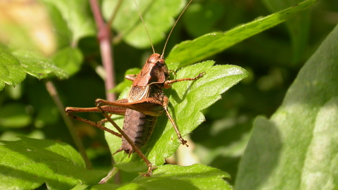 Dark Bush Cricket The Wildlife Trusts