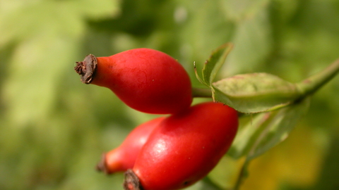 Dog Rose The Wildlife Trusts