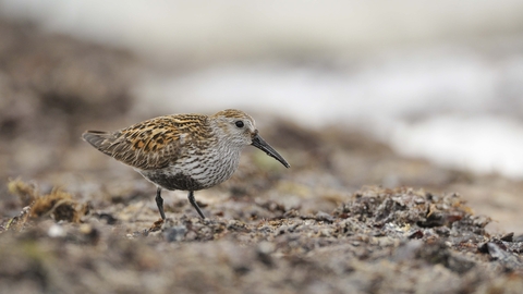 Dunlin Sandpiper Shore Bird
