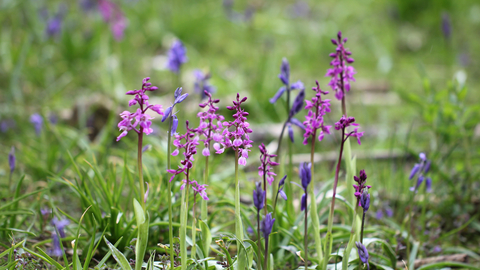 Early Purple Orchid The Wildlife Trusts