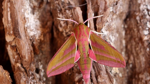 Elephant hawk-moth  The Wildlife Trusts