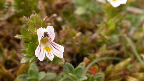 Eyebright