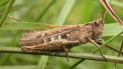 Common Field Grasshopper The Wildlife Trusts