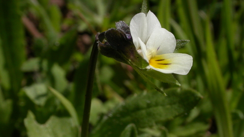 Field pansy  The Wildlife Trusts