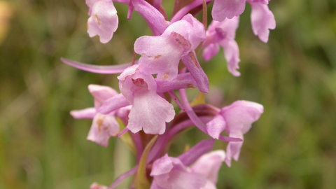 Common Fragrant Orchid The Wildlife Trusts