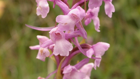 Common Fragrant-orchid