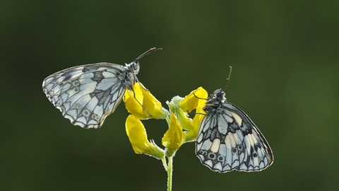 Marbled White butterflies on Meadow Vetchling