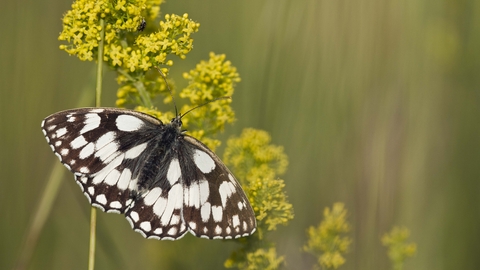 Marbled White  Butterfly Conservation