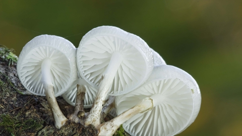 Featured image of post Steps to Make Mushroom Information In Gujarati