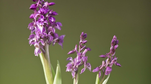 Early purple orchid deals
