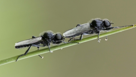 images Big Black Flying Insect Uk st mark s fly the wildlife trusts