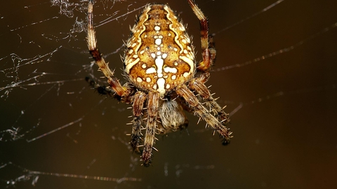 Garden Spider The Wildlife Trusts