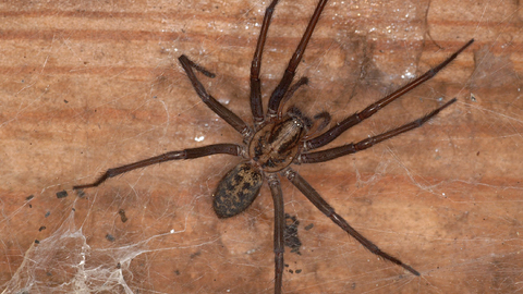 Giant house spider | The Wildlife Trusts