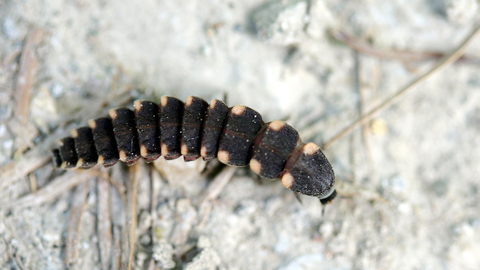 Glow Worm The Wildlife Trusts Glow Worm The Wildlife Trusts
