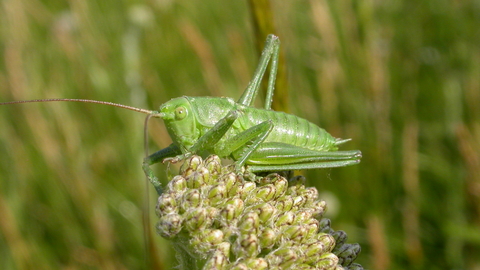 Great Green Bush Cricket The Wildlife Trusts,How To Grill Pork Chops