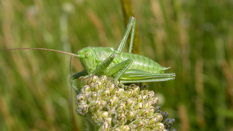 Essay on bullying the cause and effect ut bhp essay examples. Cricket Insect Meaning In Hindi - Great Green Bush Cricket The Wildlife Trusts