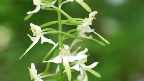 Greater Butterfly Orchid The Wildlife Trusts