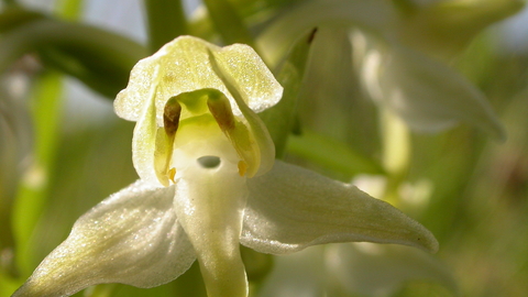 Greater Butterfly Orchid The Wildlife Trusts