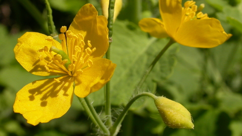 Greater Celandine