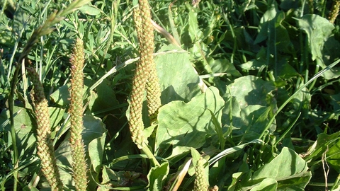 Greater plantain | The Wildlife Trusts