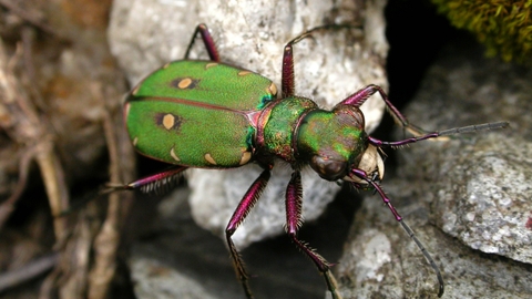 Green Tiger Beetle The Wildlife Trusts