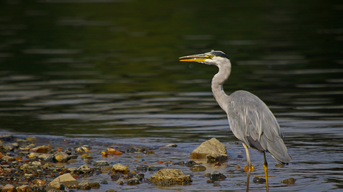 Grey Heron
