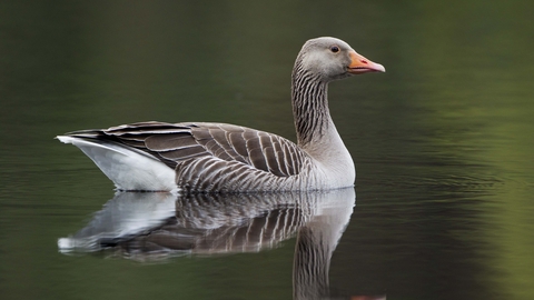 Greylag Goose