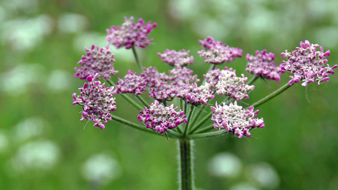 Hogweed