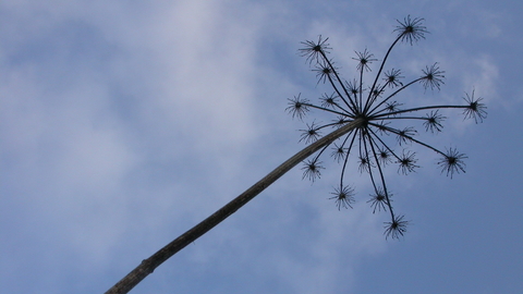 Hogweed