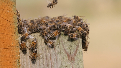 Honey bee  The Wildlife Trusts